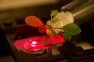 Researchers use a near-infrared microscope to read the output of carbon nanotube sensors embedded in an Arabidopsis thaliana plant. Photo: Bryce Vickmark
