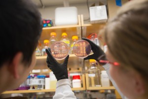 Researchers at work in a synthetic biology lab