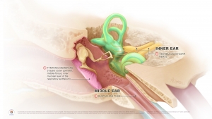 Ear illustration of local causes of ear pain by Annie Campbell © University of Dundee School of Medicine 2016. Illustrated by Annie Campbell.