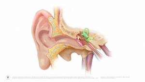Anatomy of Ear NO Labels by Annie Campbell © University of Dundee School of Medicine 2016. Illustrated by Annie Campbell.