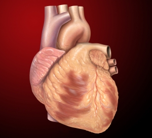 exterior view of the heart illustration. Credit: Patrick J. Lynch, medical illustrator