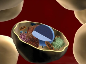 A cross-section of a cell from NHGRI's Talking Glossary of Genetic Terms. Credit: Darryl Leja, NHGRI.