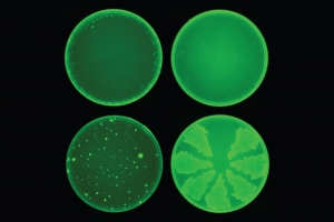 MIT researchers used a machine-learning algorithm to identify a drug called halicin that kills many strains of bacteria. Halicin (top row) prevented the development of antibiotic resistance in E. coli, while ciprofloxacin (bottom row) did not. Image: courtesy of the Collins Lab at MIT