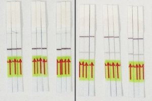 Results of the STOPCovid test appear as a single or double line on a paper strip akin to a pregnancy test. In this photo, test strips showing a single line (left panel) indicate no infection. Test strips revealing double lines (right panel) indicate the presence of the virus. Credit: Abudayyeh-Gootenberg lab, McGovern Institute for Brain Research at MIT and Zhang lab, McGovern Institute/Broad Institute
