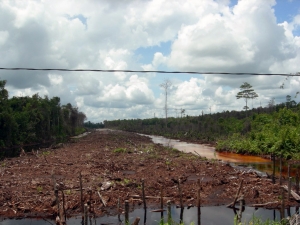 Peatland drainage canal in Borneo. Image: Flickr/glennhurowitz