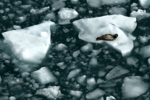 Seal on melting ice