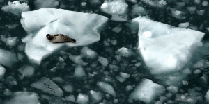 Seal on melting ice
