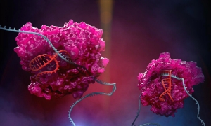 The CRISPR family enzyme Cas13 (pink) is at the heart of the RESCUE platform, where it uses a special guide (red) to target RNAs in the cell (blue). Credits: Image: Stephen Dixon