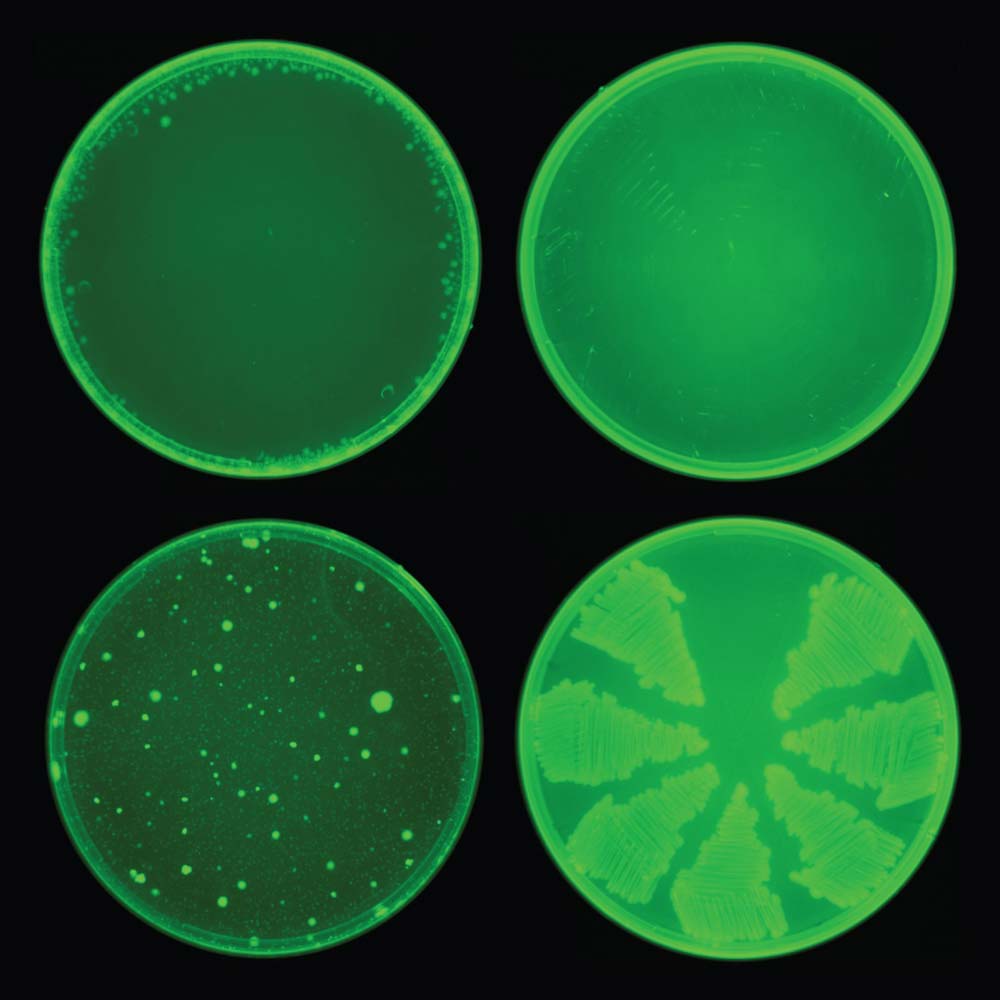 Image of green petri dishes.