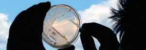 Scientist holds a petri dish up to the sky