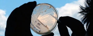 Scientist holds a petri dish up to the sky