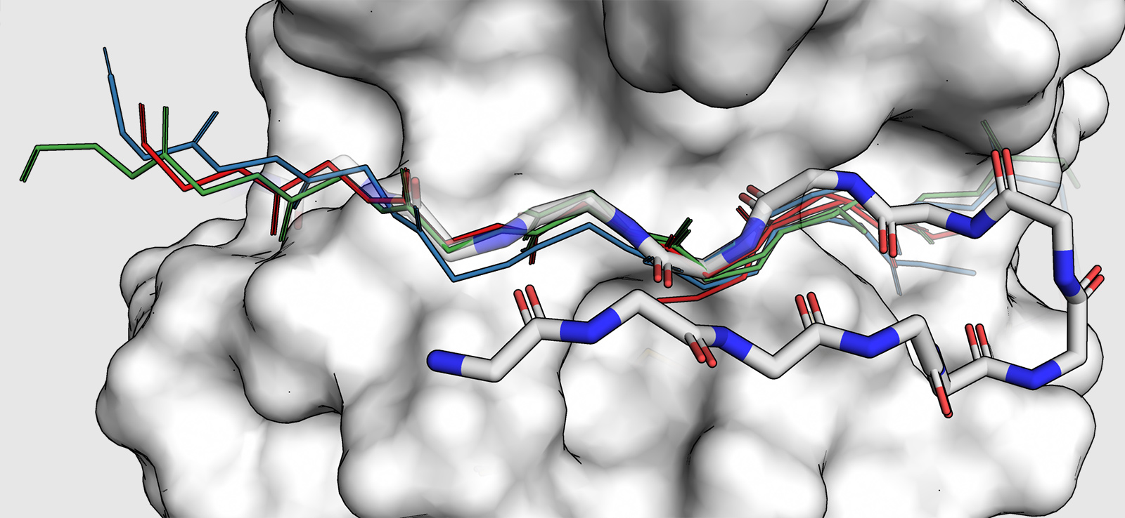 This image, produced by doctoral student Sebastian Swanson, shows how such methods can build up a model for a new backbone by combining small pieces of structure taken from other proteins. Image: Sebastian Swanson