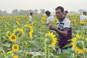 In a misty field dense with blooming sunflowers, six men examine the plants.